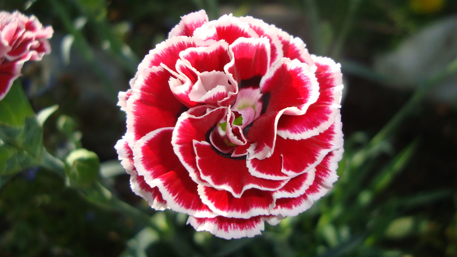 CLAVEL carnelia El Jardín de Elbe