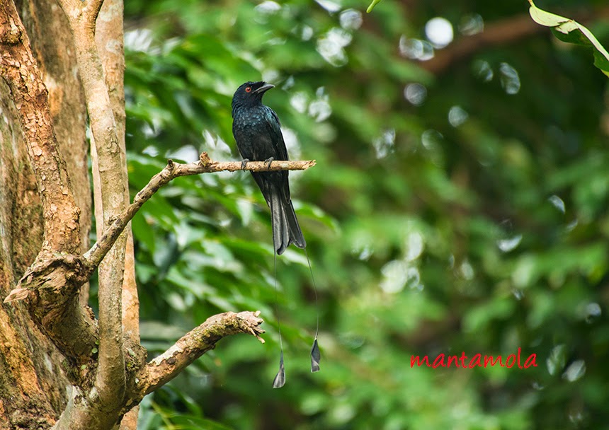 Greater Racket-Tailed Drongo(Dicrurus paradiseus) Greater Racket-Tailed Drongo(Dicrurus paradiseus)