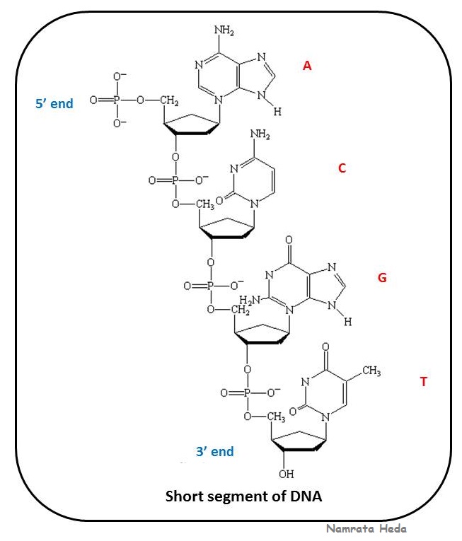 B for Biology Biomolecules of the Cell Nucleic Acids (Part 1)