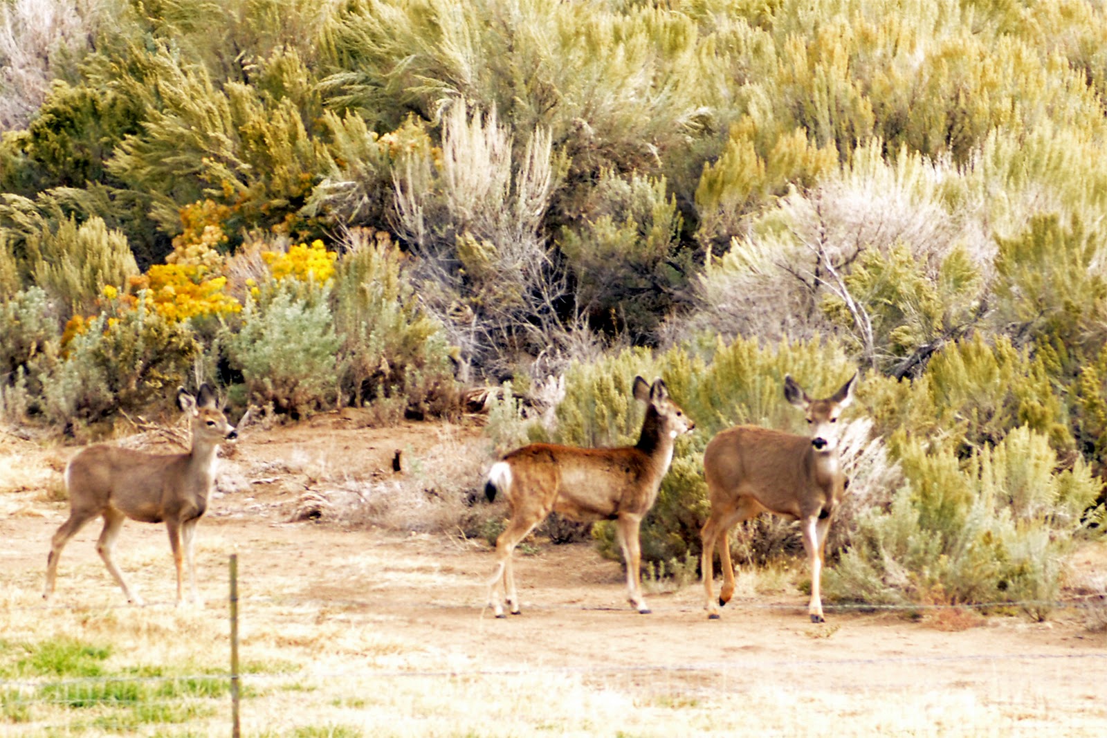The Nature of Framingham Deer Pack Hunting Coyotes in Nevada