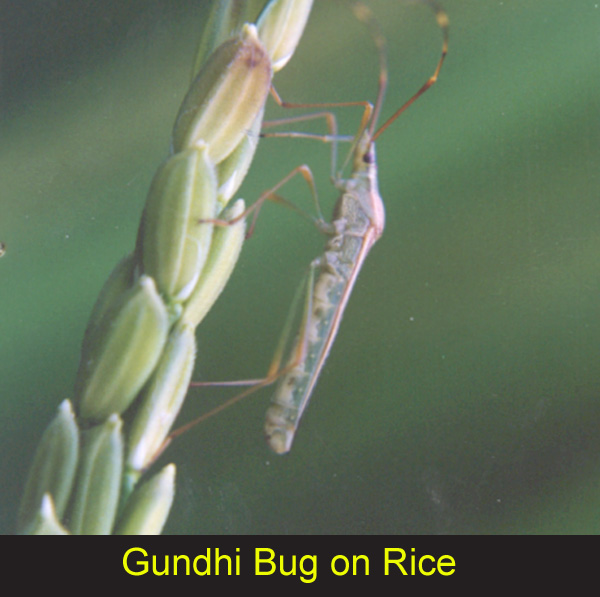 AGRICULTURE RICE INSECT PESTS PICTURES