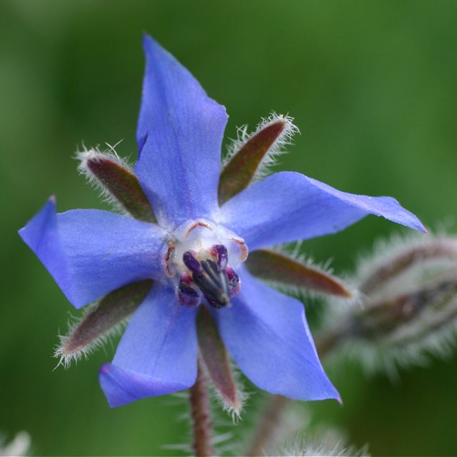Medical Guide  Borage+flowers+pictures.+(4)