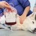 Ζητούν δότες αίματος για σκύλους στην Αυστραλία...