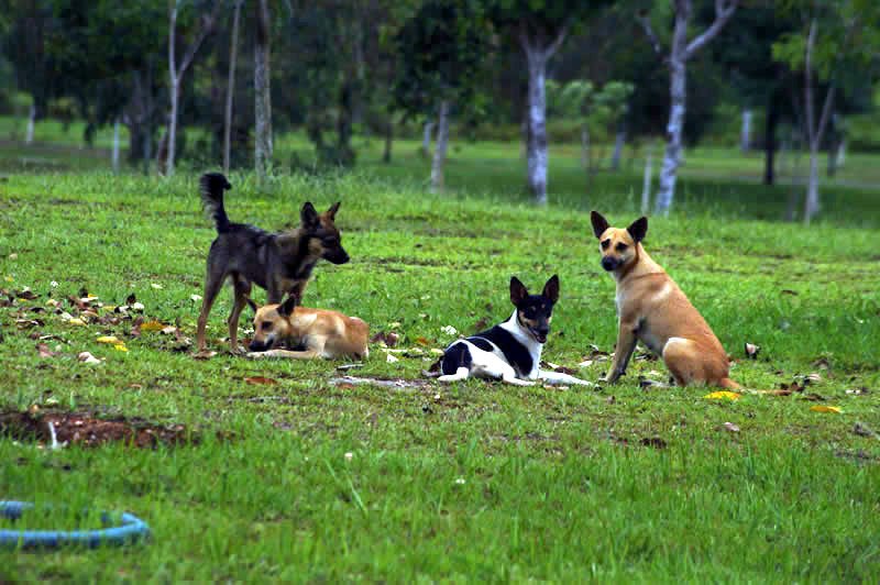 anizam agrofarm: Kaedah dan Hadis Berkenaan Bunuh Anjing
