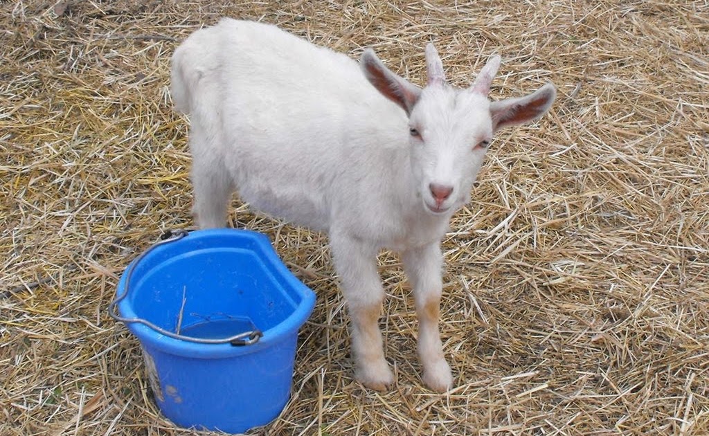 Little House On The River Goat Bloat