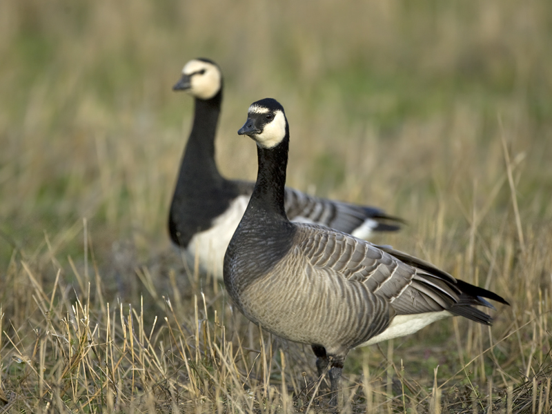 Bird Hybrids: Barnacle Goose x Canada Goose
