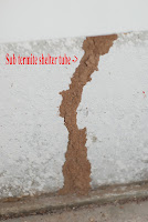 subterranean termites subterranean termites