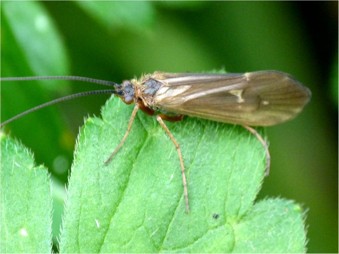 Insects of Scotland Caddisflies