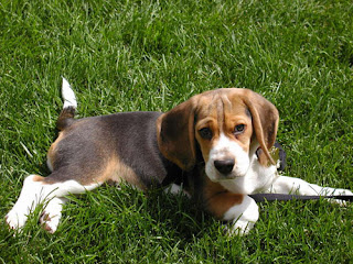 Beagles Puppies Picture Beagles Puppies Picture