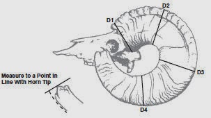 Boone+and+Crockett+Scoresheet-Sheep+Left+Horn.jpg