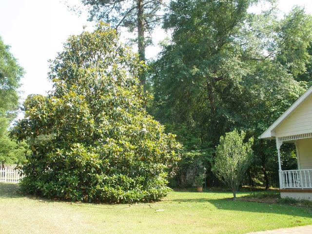 southern magnolia tree facts. southern magnolia tree facts. have a Southern Magnolia,;; southern magnolia tree facts. have a Southern Magnolia,; magnolia tree facts. southern magnolia tree facts. southern magnolia tree facts. have a Southern Magnolia,;; southern magnolia tree facts. have a Southern Magnolia,;