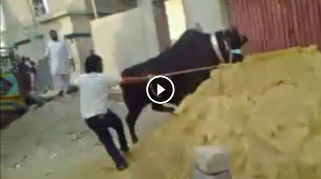 Cow Attack and Run Away Before Eid Qurbani 2014, Cow Attack and Run Away Before Eid Qurbani 2014, cattle farming in pakistan,qurbani 2014, cow mandi, cow mandi pakistan, cow run away, bakra eid 2014, bakra eid 2014, cow qurbani 2014, qurbani videos, cow qurbani video, Cow Run Away,