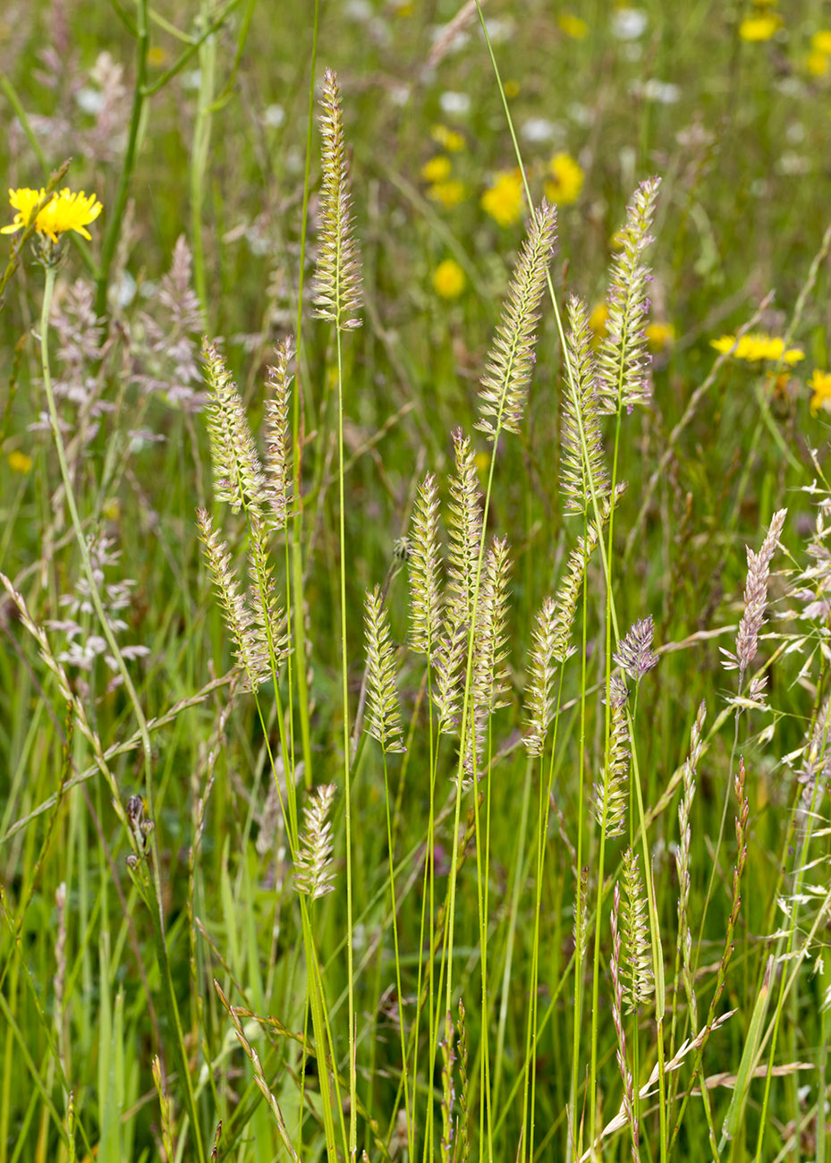 Meadow Foxtail, Alopecurus pratensis. Orpington Field Club trip to Lullingstone Country Park, 14 June 2014. Meadow Foxtail, Alopecurus pratensis. Orpington Field Club trip to Lullingstone Country Park, 14 June 2014.