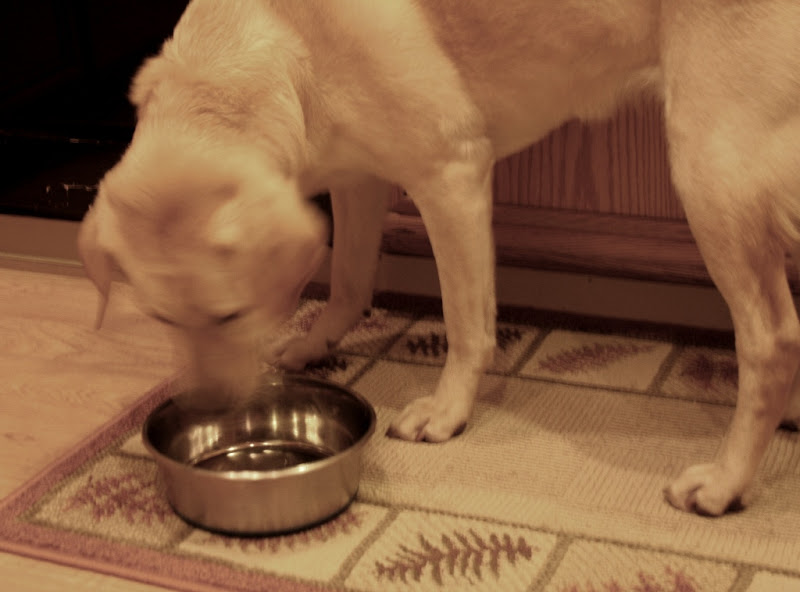 a greyed out photo of cabana licking her empty bowl, her head is a bit blurry because it's in movement