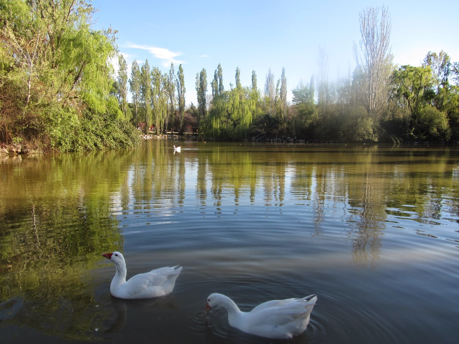 Parque Natural El Soto, situado en Móstoles y con numerosas especies vegetales y animales.