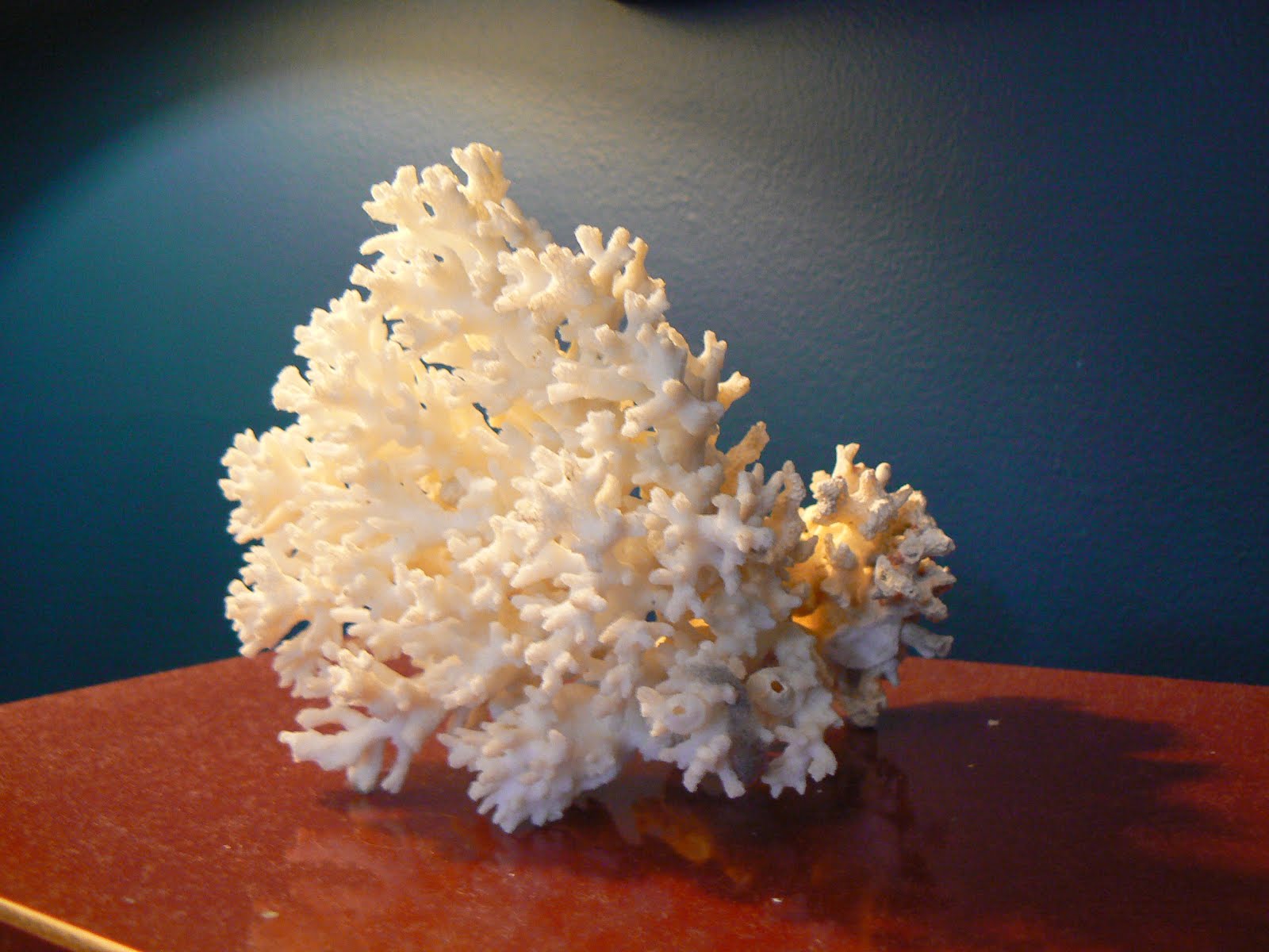 Coral Souvenirs