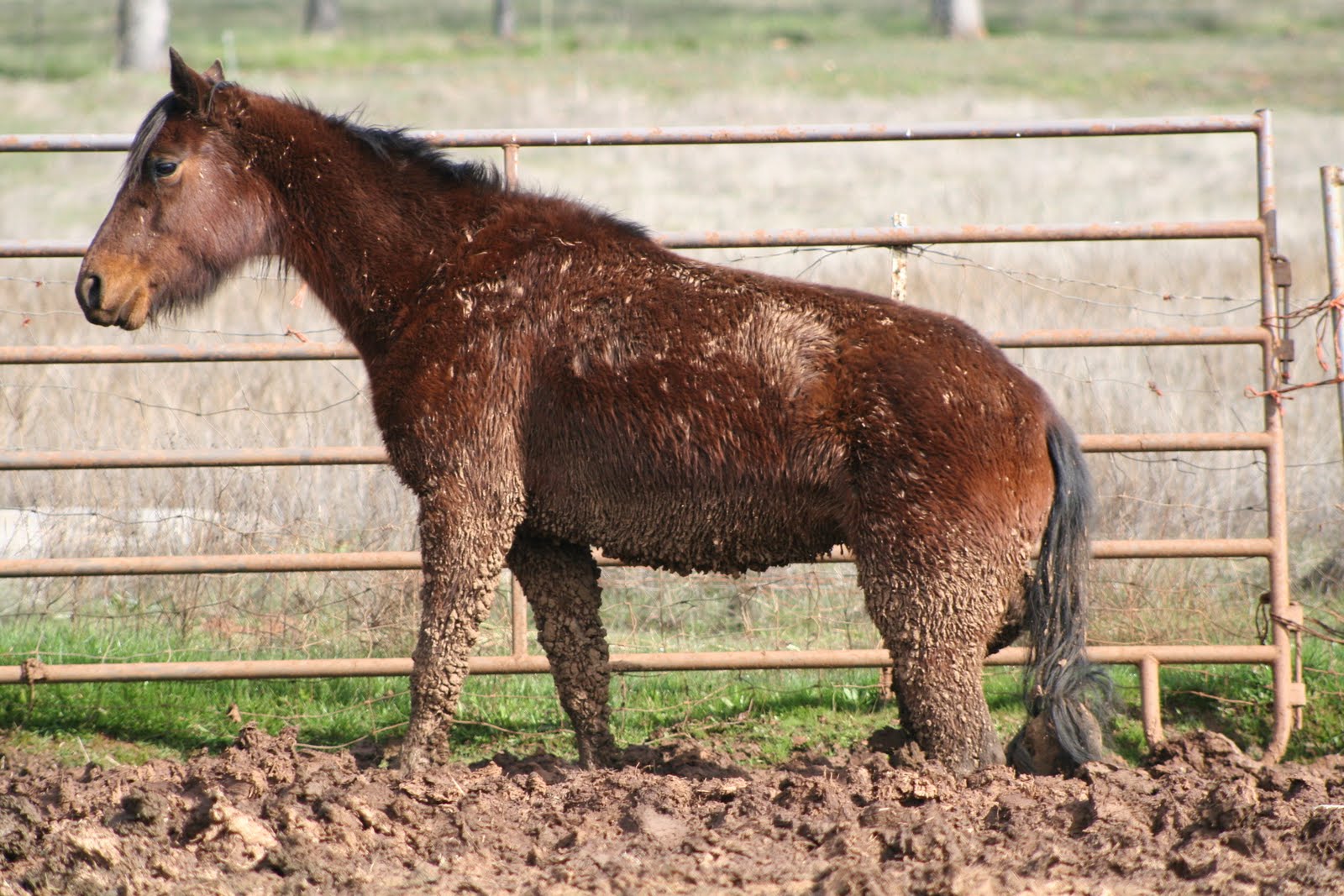 Copper Gazette Trial set in Copper horse abuse case