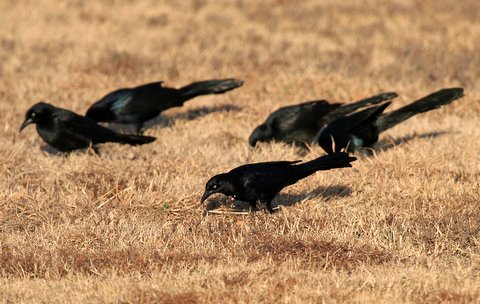 quot bird poop quot of north texas how to repel or attract grackles quot bird poop quot of north texas how to repel or attract grackles