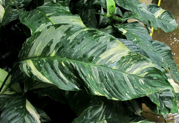 Spathiphyllum wallisii variegata