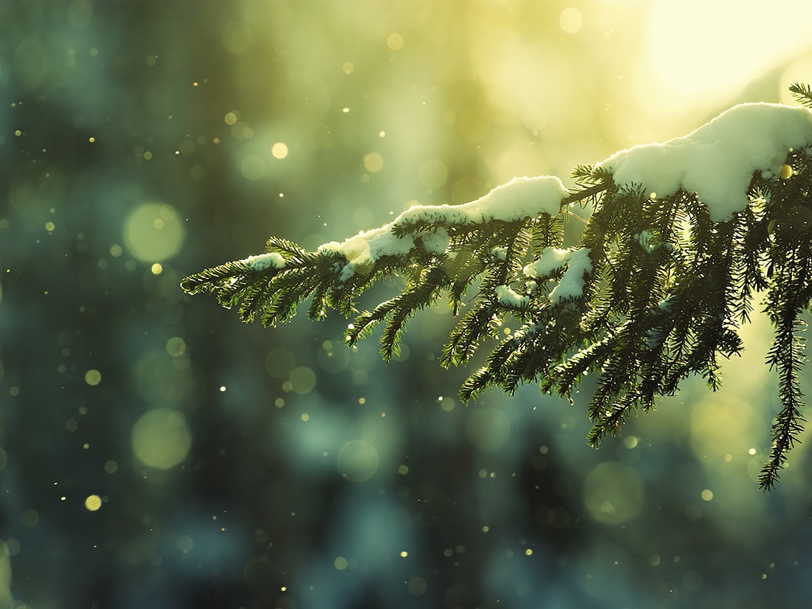 snow on pine branch blurred light circles hd wallpaper snow on pine branch blurred light circles hd wallpaper