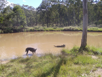 eight acres: setting up a dam pump