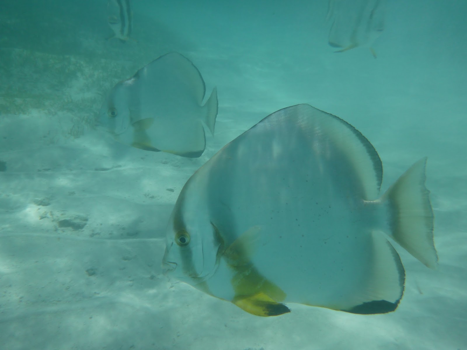 Snorkeling - Anse Source d'Argent Snorkeling - Anse Source d'Argent
