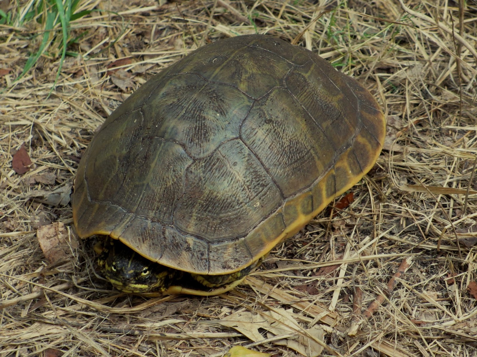 Cannundrums: Florida Chicken Turtle