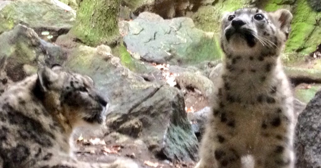 Jambo Everyone: Let's Make It A Conservation Christmas; Snow Leopards