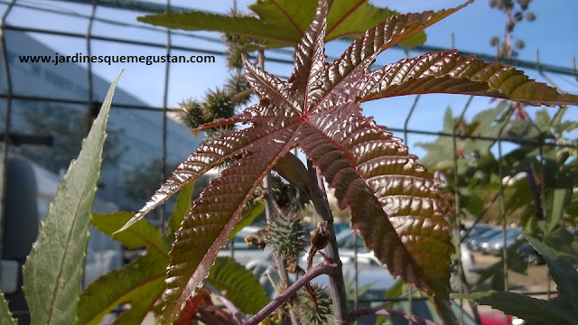 Ricinus communis