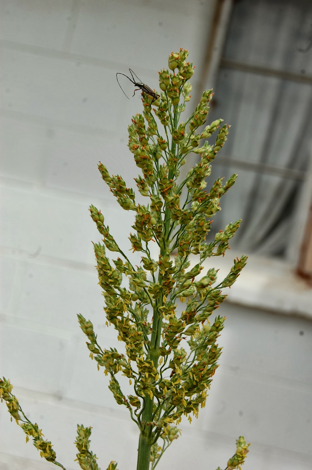 Texas Rebel Girl Hamster Plant?