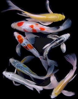 Wallpapers Unlimited: Japanese Colorful "Koi Fish"