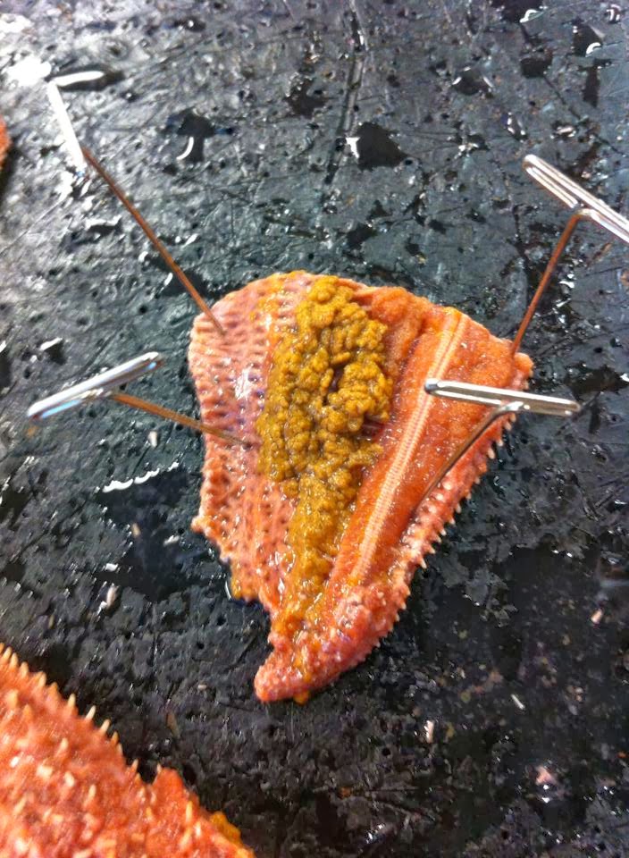 Raaj's Awesome Biology Blog Omg: Starfish Dissection
