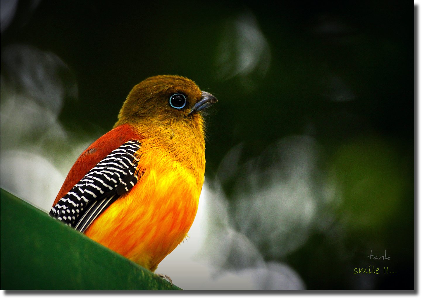 the orange breasted trogon harpactes oreskios is the orange breasted trogon harpactes oreskios is