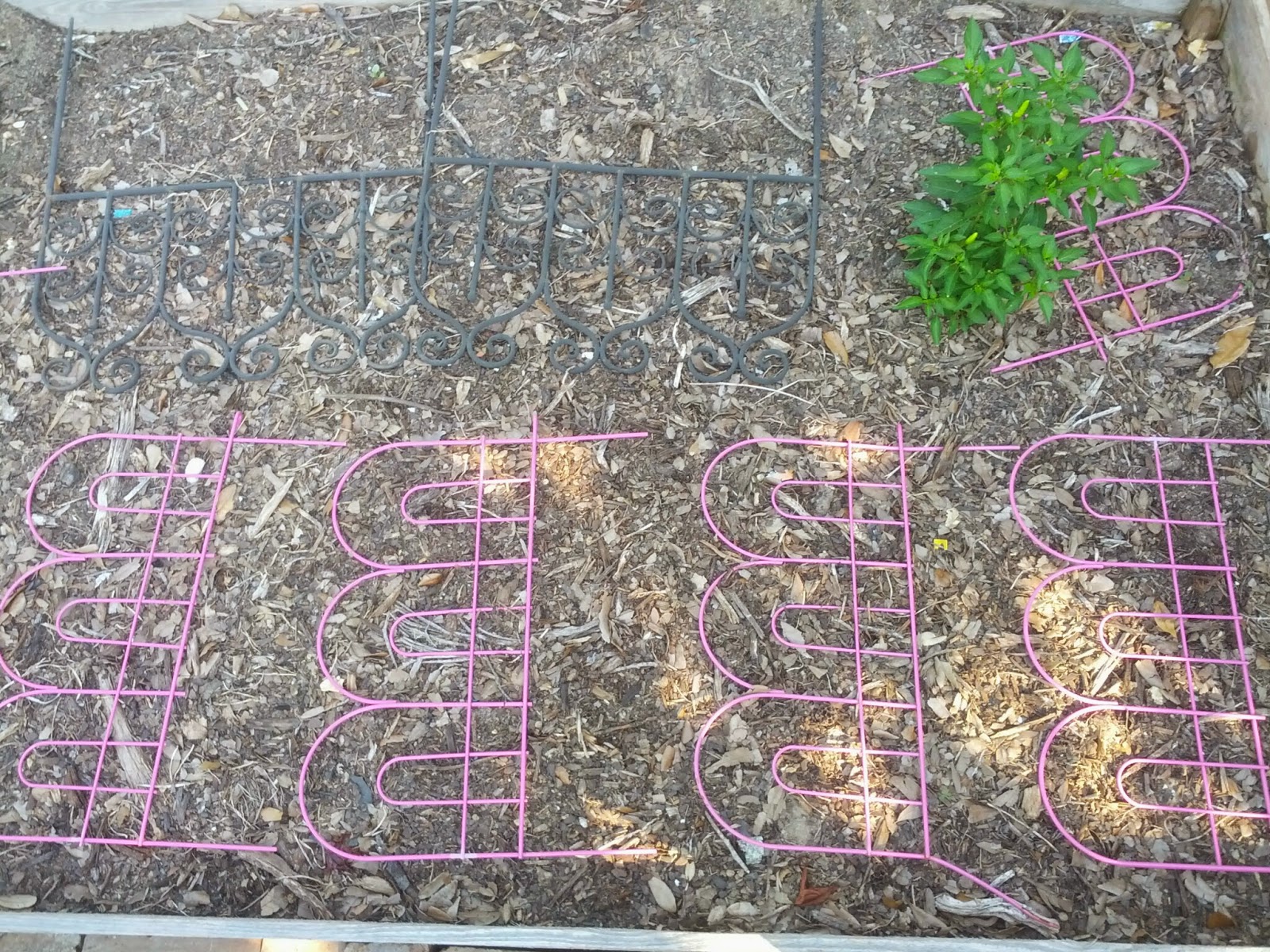 Greneaux Gardens Easy way to keep cats from digging up your plants