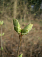 Bud bursting Bud Bursting