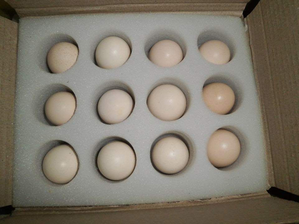 Cemani Farms Fertile Eggs Shop Ayam Cemani Poultry Breeding