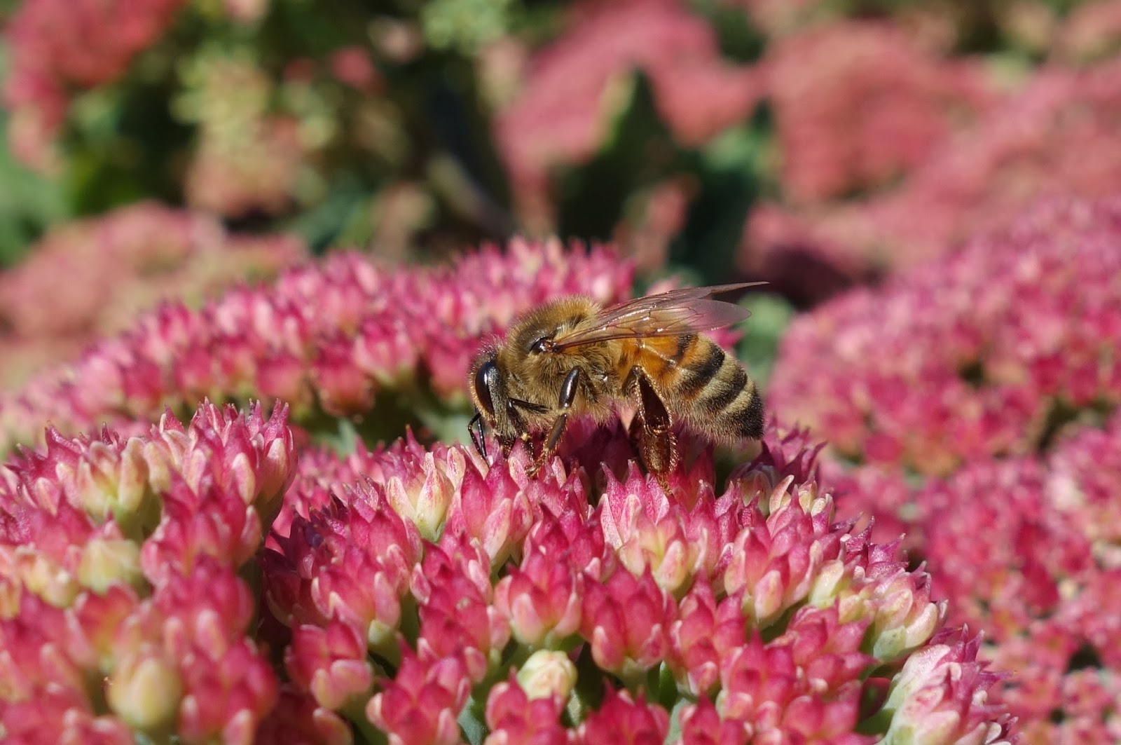 Urban Pollinators Late flowers for pollinators
