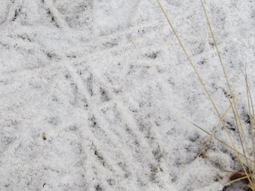 snow on grass