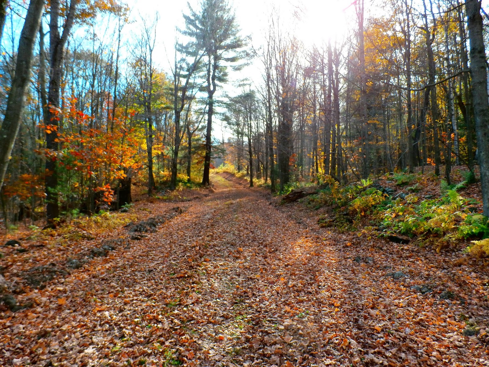 Walking Man 24 7 Beebe Hill