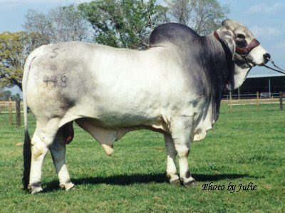 Brahman Cow