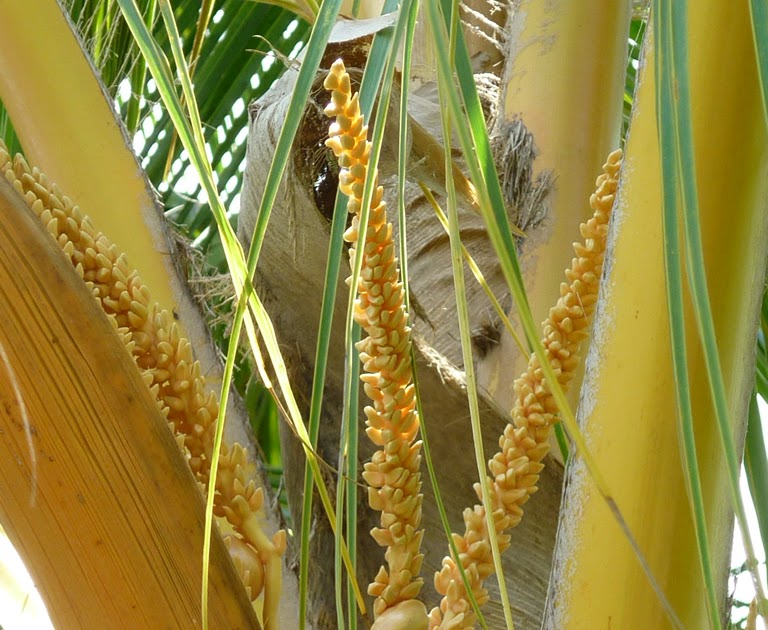 The Palagi Perspective Stages of a Coconut