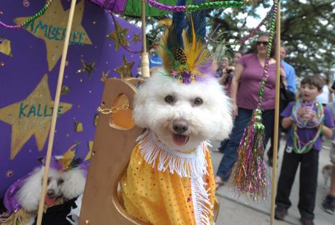 dogs in mardi gras costumes