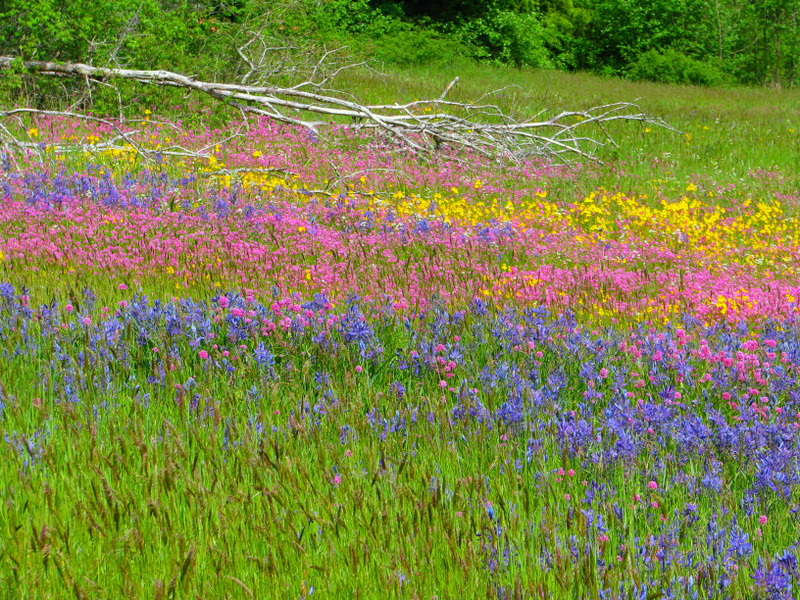 Everything Nanaimo HAREWOOD PLAINS