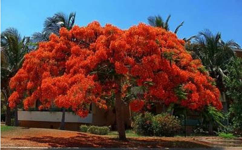 tropicalia: "acácias rubras em flor na cidades de Benguela