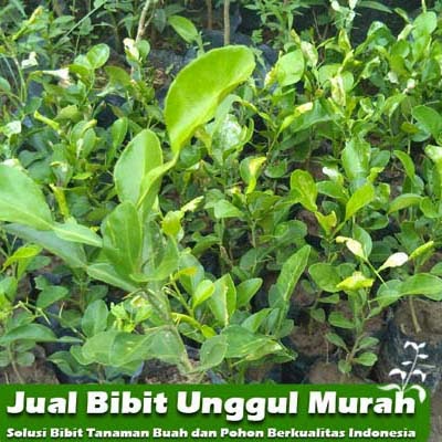 jual bibit jeruk purut unggul jual bibit murah jual bibit jeruk purut unggul jual bibit murah