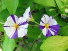 Solanum