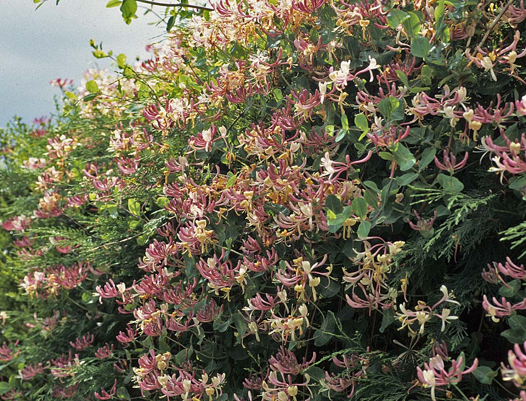 A Guide to Garden Wildlife Programme Three Hedges