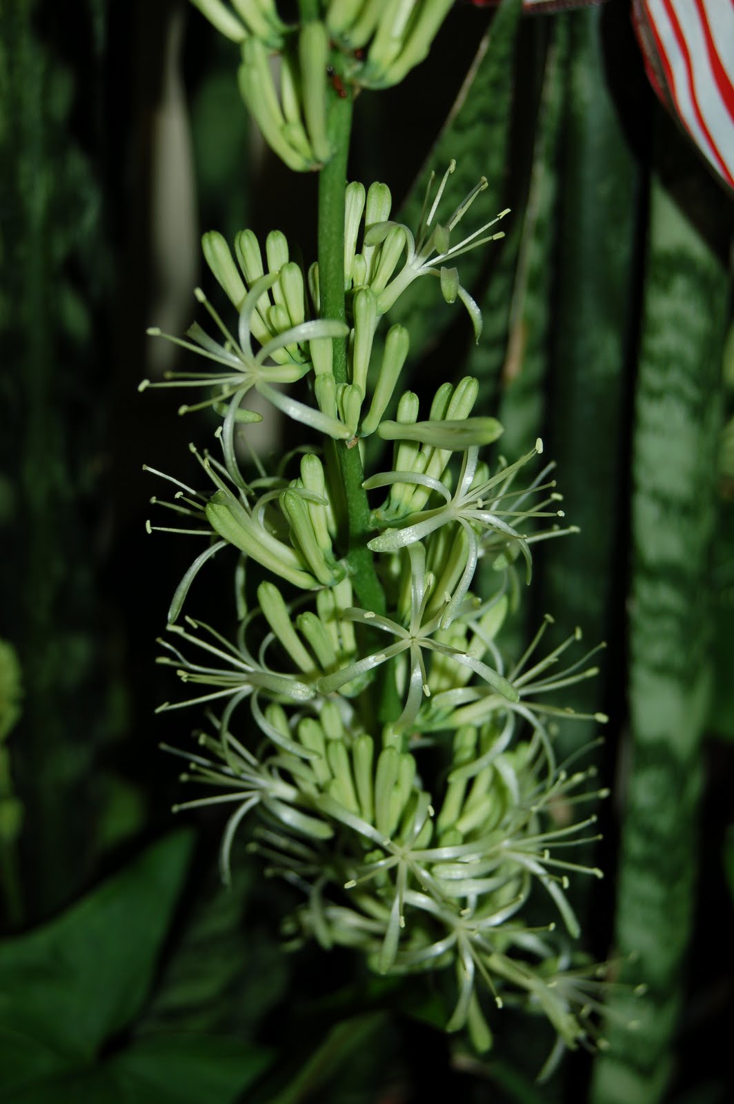 The Farmer�s Wife Snake Plant