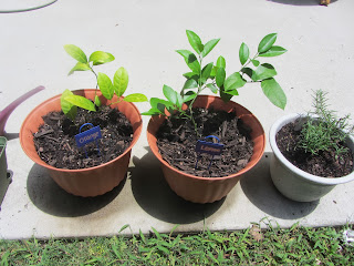 Gardening with Bobbins of Basil | bobbinsofbasil.blogspot.com