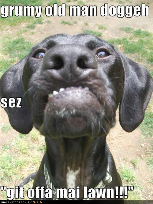 funny large dog breeds. Funny Picture